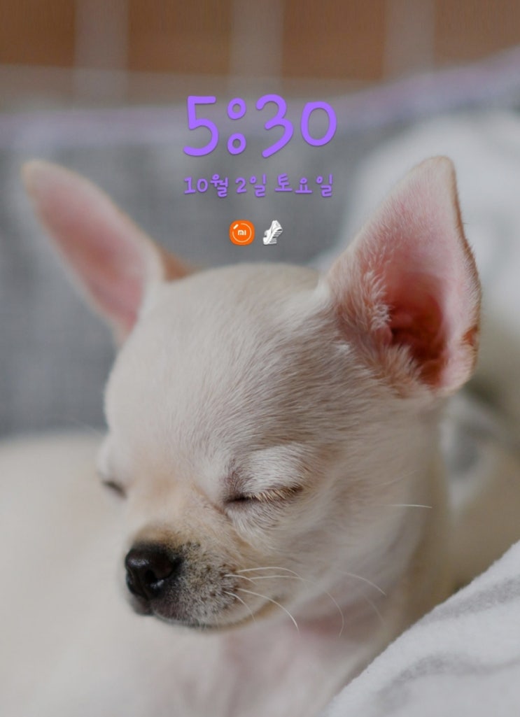  [미라클모닝 D-54]방향성 고민하고 마케팅 공부하기