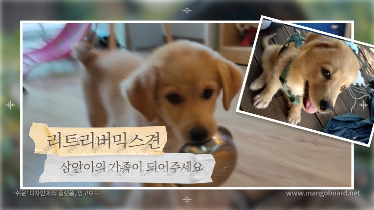 유기견입양. 강아지 파보장염을 이겨낸 리트리버 믹스견 삼안이의 가족이 되어주세요. 유기견입양. 강아지 파보장염을 이겨낸 리트리버 믹스견 삼안이의 가족이 되어주세요.