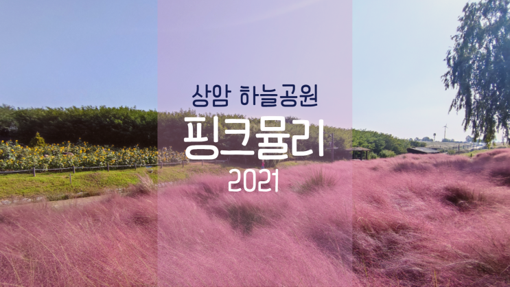 상암 하늘공원 2021 핑크뮬리 댑싸리 전망대 위치 (폐쇄 취소)