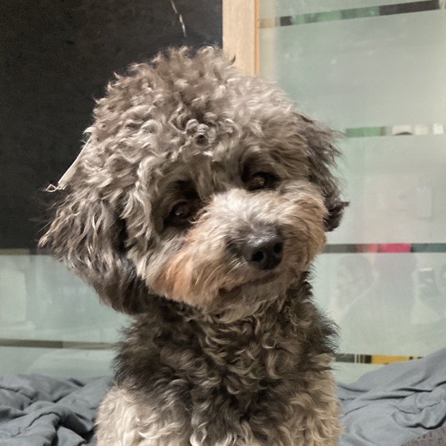  [김콩지] 9월 실버푸들 강아지 일상 마무리