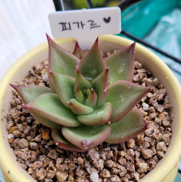  다육 신입 피가르