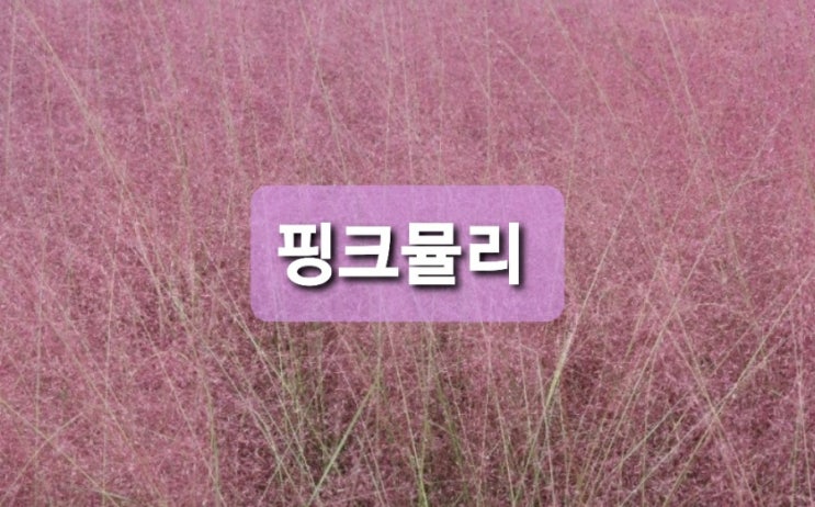 올림픽공원 - 핑크뮬리그라스의 스윗 핑크물결