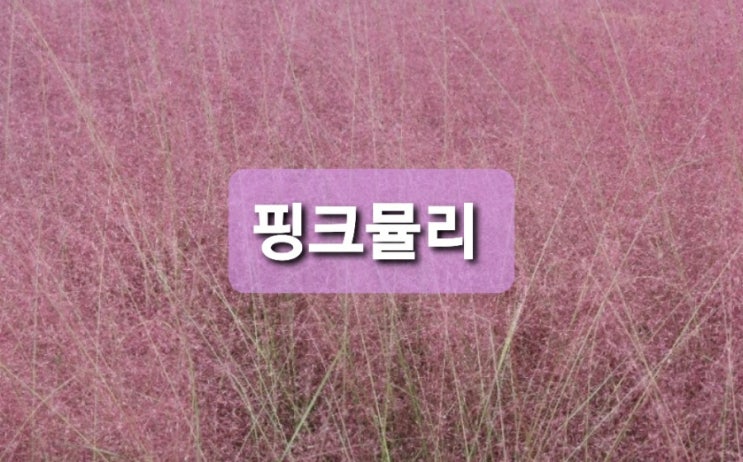  올림픽공원 - 핑크뮬리그라스의 스윗 핑크물결