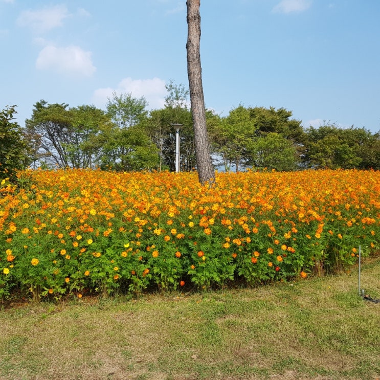  여주 금은모래강변공원에서 한강문화관까지 자전거 타기
