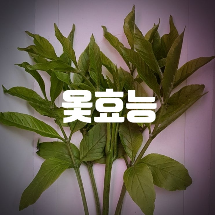  갱년기에 좋은 옻 효능