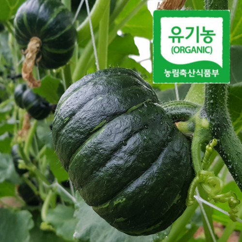 후기가 좋은 [당일발송]몸짱농부 해남 유기농 미니밤호박 미니단호박 2kg(4~5개) 4kg(8~10개) 무농약 친환경, 4kg(8~12개) ···