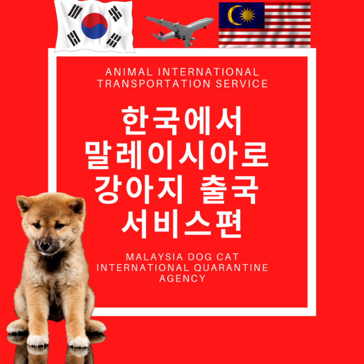  한국에서 말레이시아kul로 강아지입국 강아지검역 반려동물출국  계류 허가진행