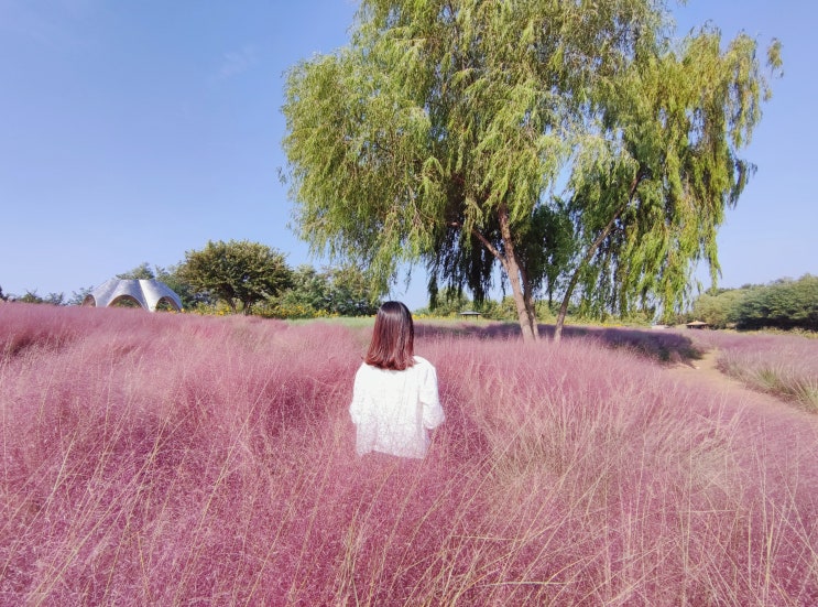 상암 하늘공원 주차장 위치와 가까운 주차장 꿀팁 상암 하늘공원 주차장 위치와 가까운 주차장 꿀팁