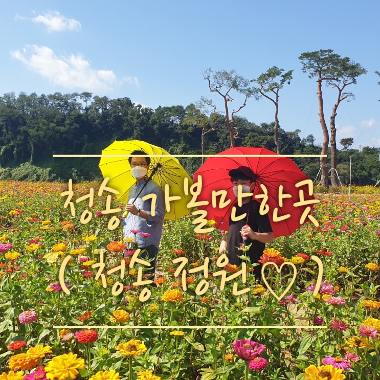  [청송 1박2일 촬영지] 산소카페 청송정원(4만평 백일홍의 향연,청송 백일홍 정원,청송가볼만한곳,청송현지인 추천,가족힐링여행지)