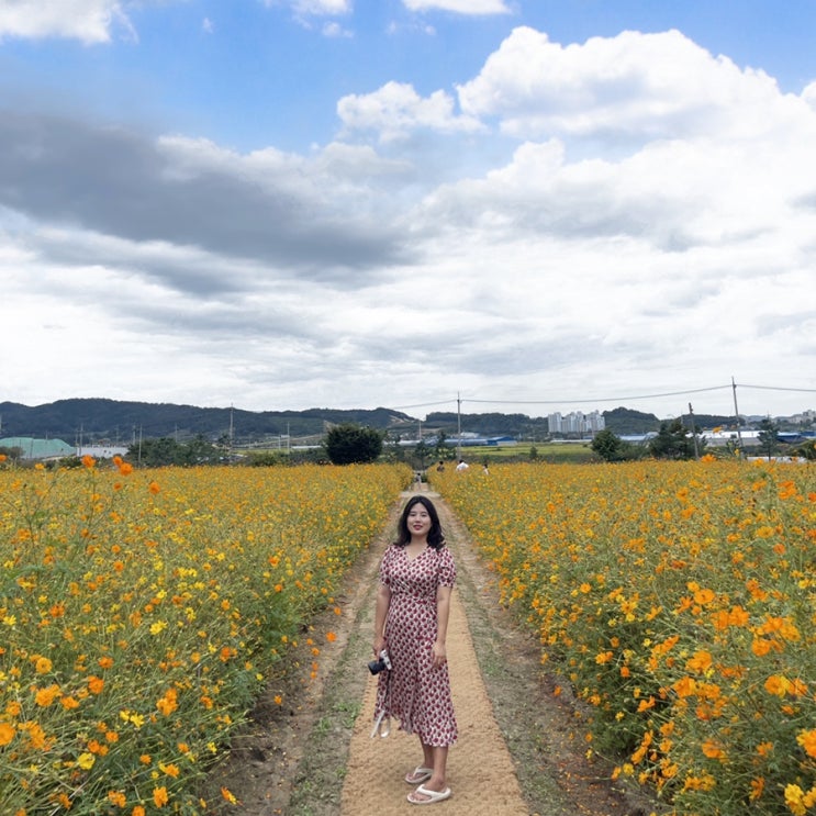 청주 근교 나들이로 30분 드라이브로 코스모스 가득한 충북 증평 가볼만한 곳 증평군농업기술센터