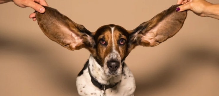 강아지 귀 진드기 : 증상과 해결방법에 대하여