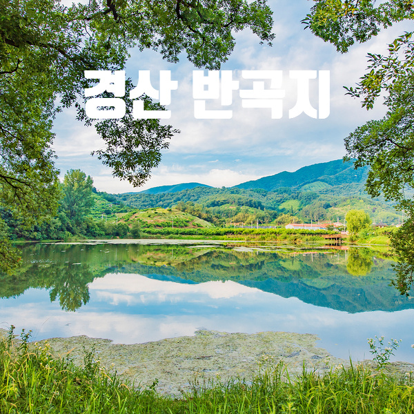  경산 반곡지 이른 아침 방문