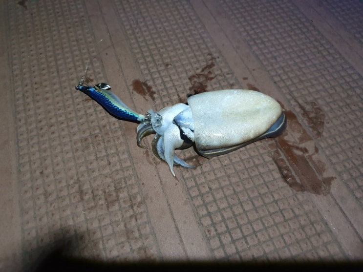  거제도 지세포 해상데크 갑오징어 낚시