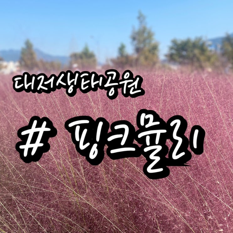 [부산 강서구 핑크뮬리] 대저생태공원 핑크뮬리 포토존위치/ 피크닉장소로도 딱이야!!