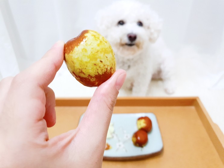 강아지 사과대추 먹일 때 주의점!