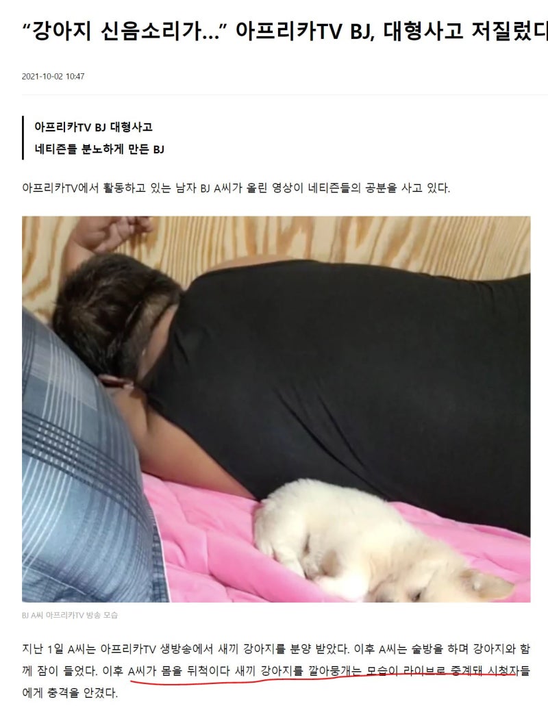 아프리카TV BJ 강아지 압사... 대형사고 : 네이버 블로그