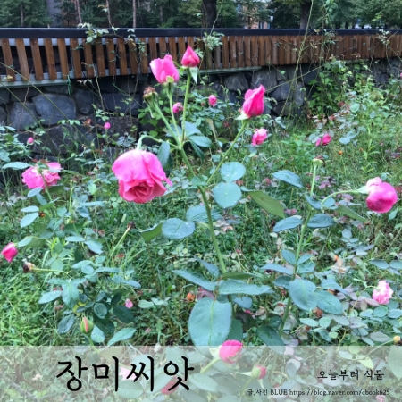  장미 씨앗 파종하는 법