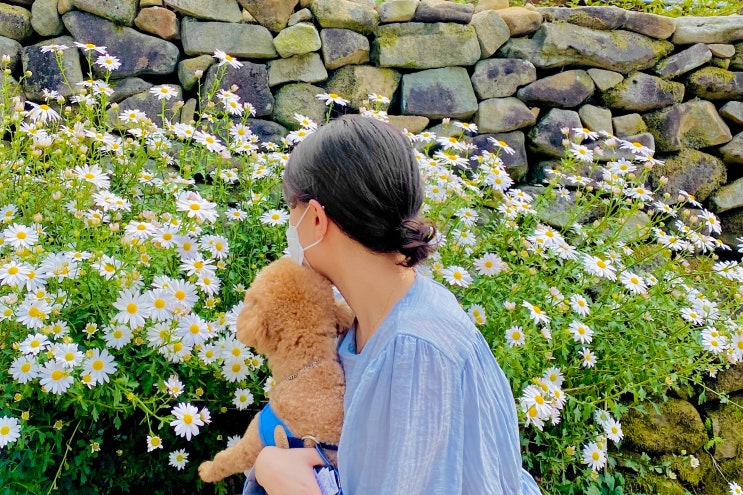  [아산 여행] 가을 충남 애견동반 가볼만한 곳 '외암민속마을'