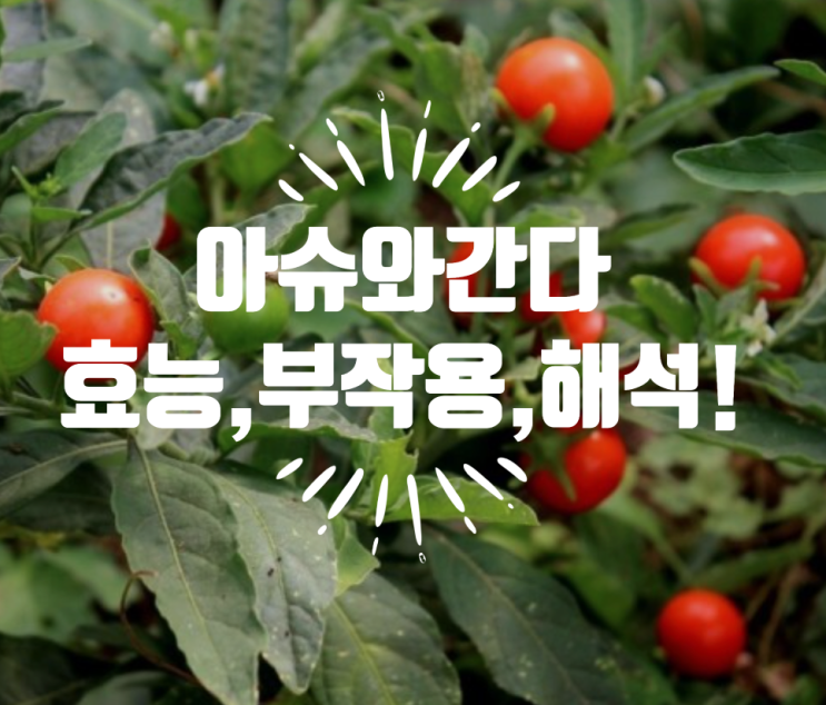  아슈와간다 효능 부작용 근거등급 영문 분석 ! 스트레스 남성호르몬