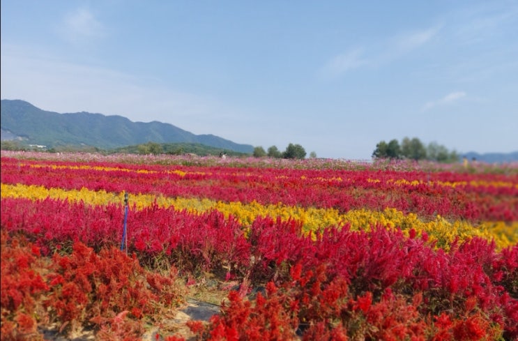 <강원도 철원> 고석정 꽃밭 학저수지 당일여행 가을여행지 <강원도 철원> 고석정 꽃밭 학저수지 당일여행 가을여행지