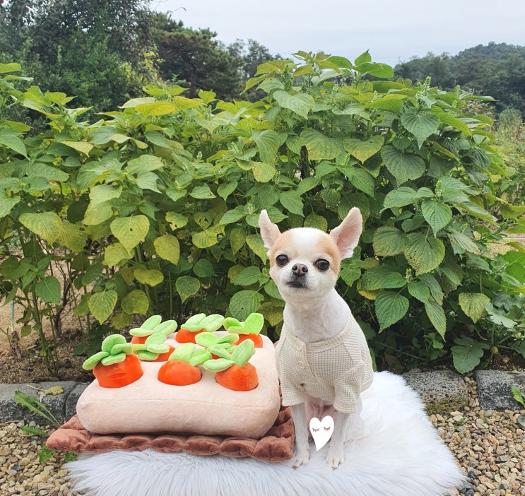  강아지 노즈워크 장난감 펫프렌즈 당근농장 터그놀이 까지 되니 신난댕