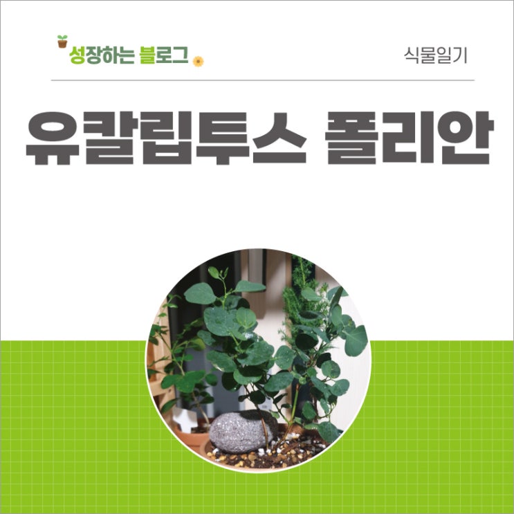 유칼립투스폴리안 식물 성장 환경