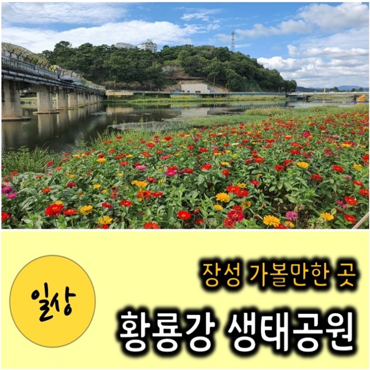 장성 황룡강 생태공원 꽃축제 10억송이 가을 꽃잔치 구경