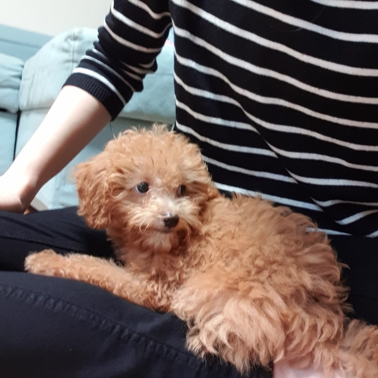  브라우니의 2주간의 기록