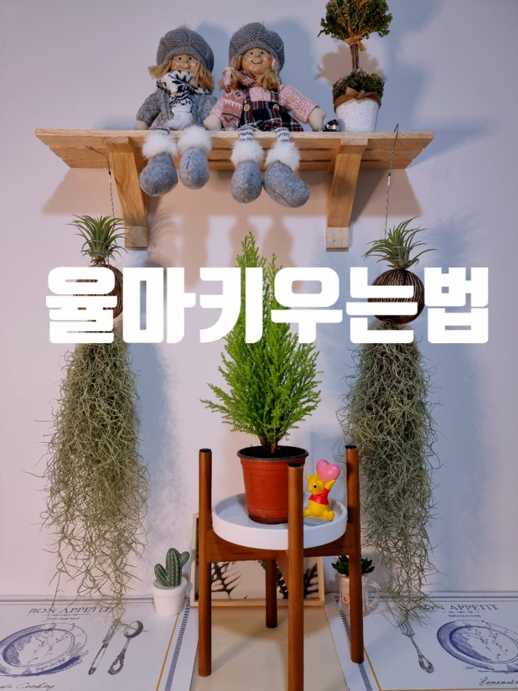 새집증후군 실내공기정화 식물 율마키우는 법