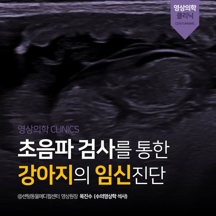 [부산동물병원] 초음파 검사를 통한  강아지의 임신 진단 (센텀동물메디컬센터 영상의학과)