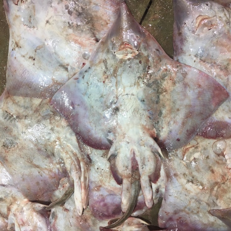 핵가성비 좋은 흑산도어부 흑산도 홍어 (산지직송), 5kg(수치-완전삭힘), 1개 좋아요 핵가성비 좋은 흑산도어부 흑산도 홍어 (산지직송), 5kg(수치-완전삭힘), 1개 좋아요