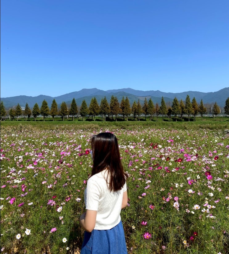  [구례]전라남도 구례 여행지/우연히 들린 코스모스가 가득한 서시천자전거1길!(10/3 근황)