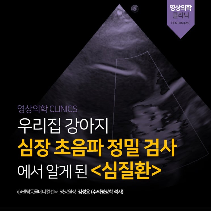  우리집 강아지 심장 초음파 정밀검사에서 알게된 심질환 (부산 심초 잘보는 동물병원, 센텀동물메디컬센터)