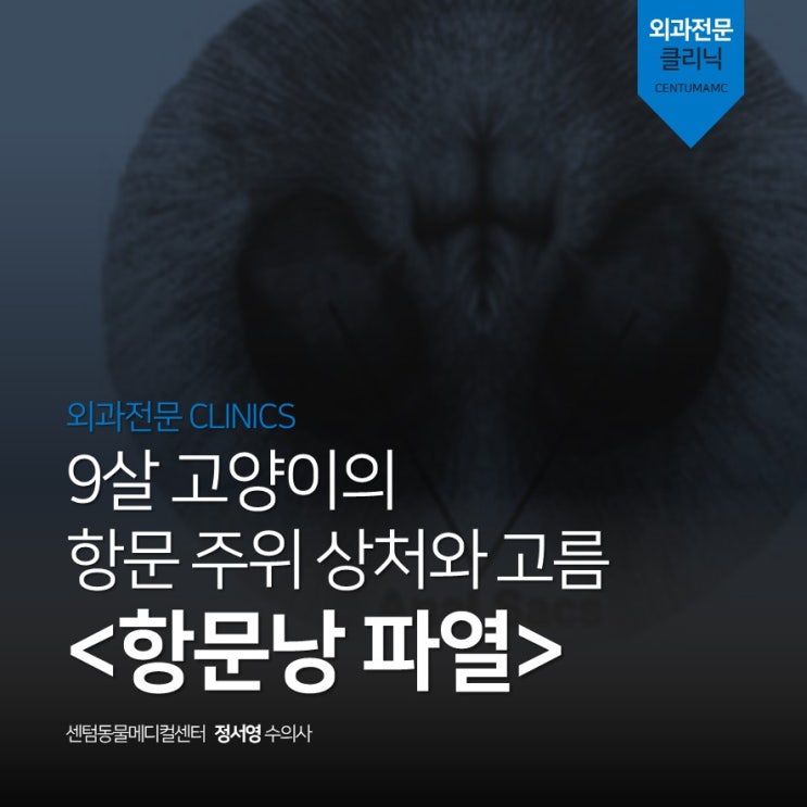 9살 고양이 <항문낭 파열> (부산 고양이 외과병원, 센텀동물메디컬센터)