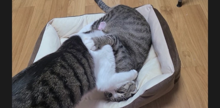  강아지, 고양이 마약방석 추천 : 에스디엠인터내셔널 뉴비아