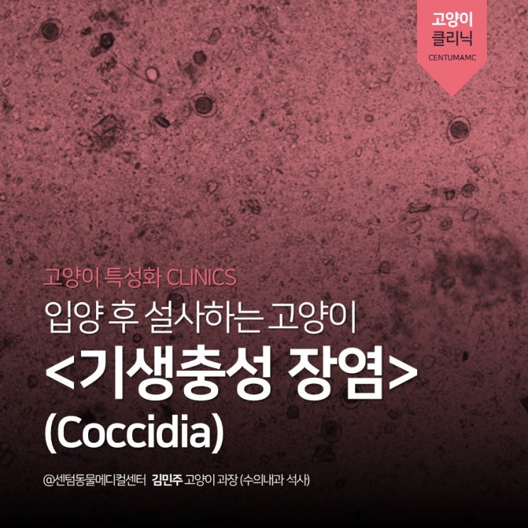  입양 후 설사하는 고양이 <기생충성 장염 - 콕시디아 , Coccidia> (부산 365일 고양이 전문진료 센텀동물메디컬센터)