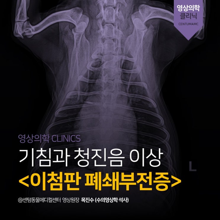  기침과 청진음 이상 <강아지 이첨판 폐쇄부전증> (부산영상동물병원, 센텀동물메디컬센터)