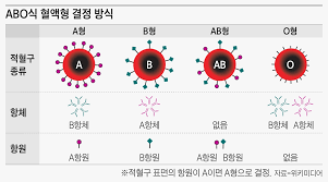  혈액형 ABO구별법 RH인자 혈장성분기능역할 혈액응집 교차대조검사 항원항체 수혈주의사항