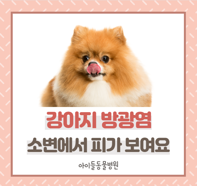  강아지 방광염, 혈뇨, 전주 아이들동물병원
