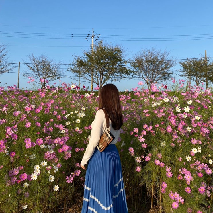  [전남/광양/여행] 광주,전남 근교 가볼만한 곳, 광양 서천 가을 코스모스 명소