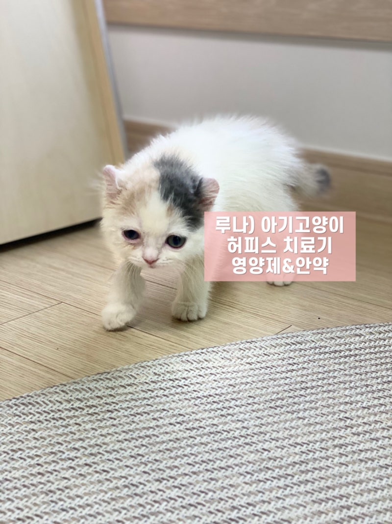 [루나] 아기고양이 허피스 치료