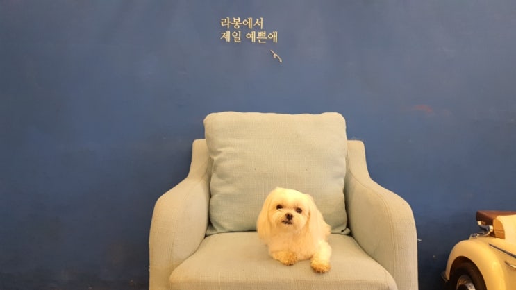  인천 애견운동장 카페라봉 을왕리 해수욕장 근처 한적한카페