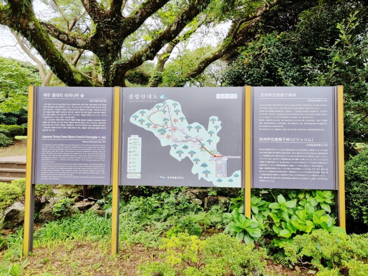  [제주도 뚜벅이 모녀여행 2일차] 제주도 일일버스투어 -제주1번가 여행사 동쪽 코스 / 비밀의 숲(안돌오름), 비자림, 성산일출봉, 섭지코지, 광치기해변, 함덕해수욕장
