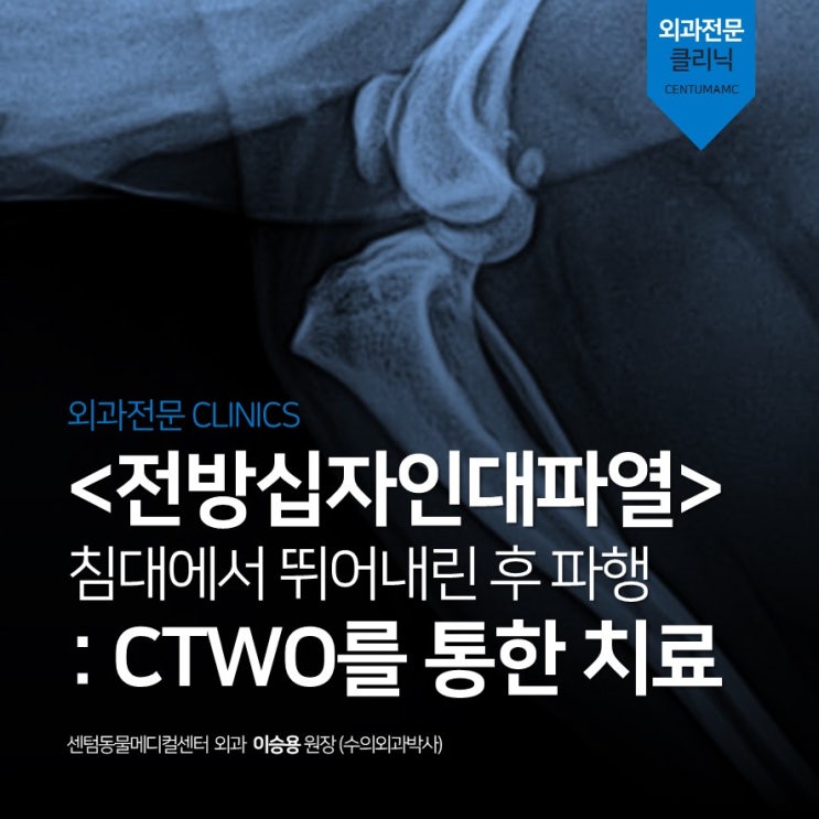  5살 강아지 침대에서 뛰어내리다 <전방십자인대파열> CTWO 수술 (센텀동물메디컬센터 부산 수술 잘하는 동물병원)