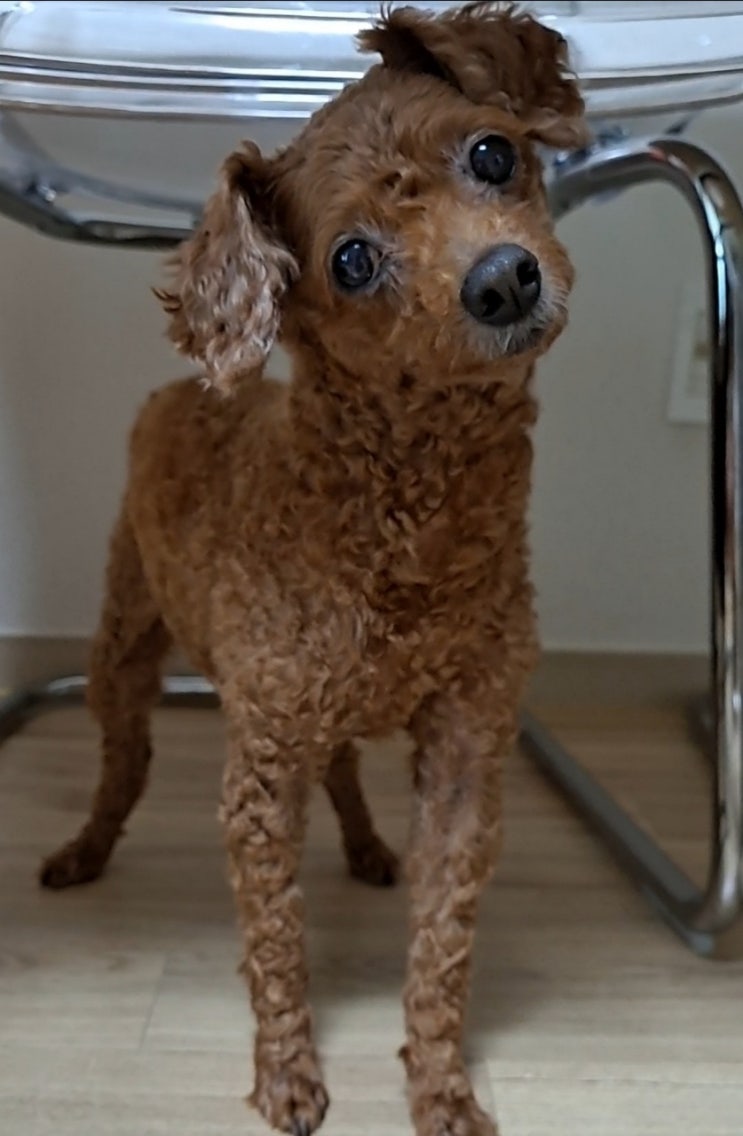  우리 집 귀염둥이 , 사랑둥이 바다왔지요 ~
