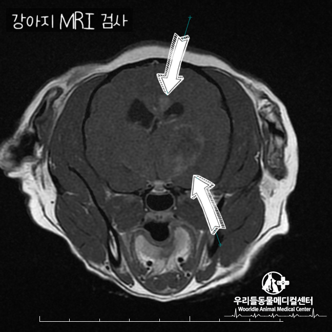 강아지 안구진탕 증상 수막염 MUO 검사 MRI 촬영