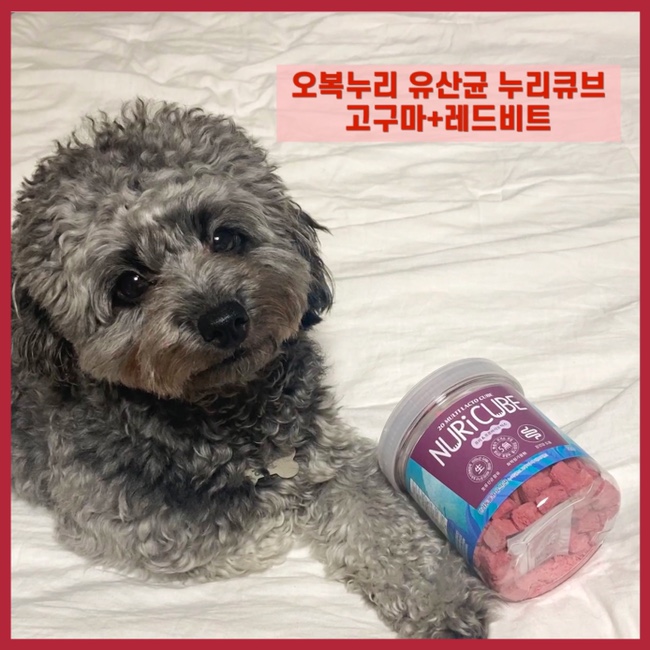  강아지 유산균 "오복누리 유산균 누리큐브"먹기 편해 간식으로 착각할뻔