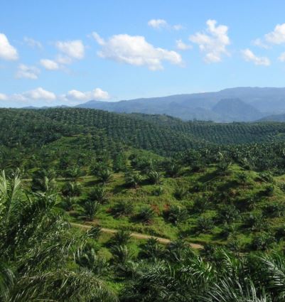 팜유( palm oil) 란 무엇인가??