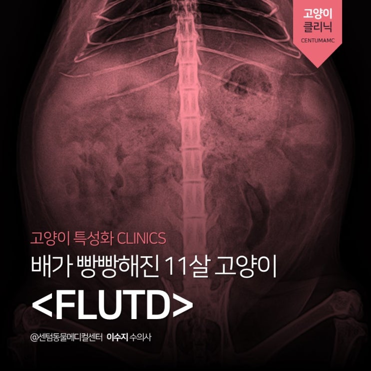  배가 빵빵해진 11살 고양이 <FLUTD> (부산 고양이 친화병원, 센텀동물메디컬센터)