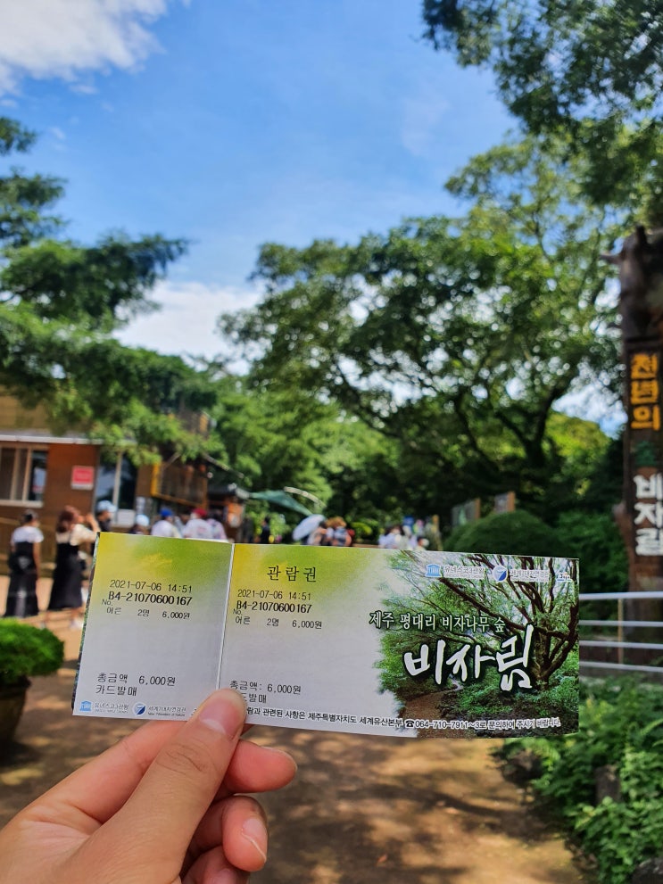  제주도 천년의 숲 비자림 - 데이트, 사진 찍기 좋은 곳!